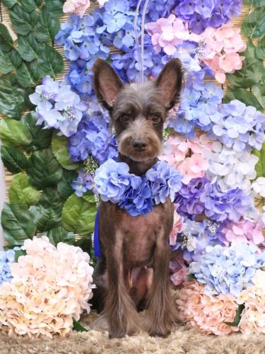 20250601コットンくん